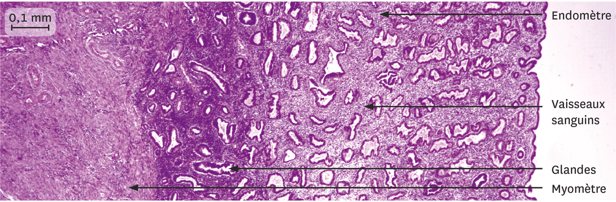 Une coupe de la muqueuse utérine 10 jours après les règles observée au microscope optique.