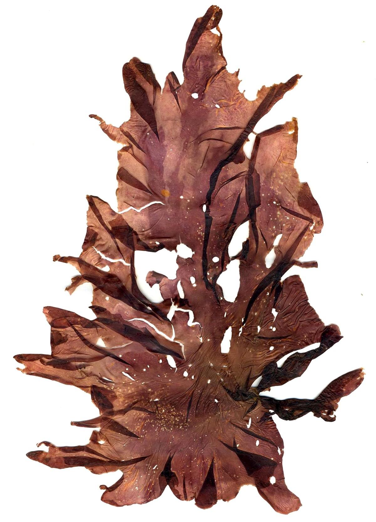  Porphyra, une algue rouge.
