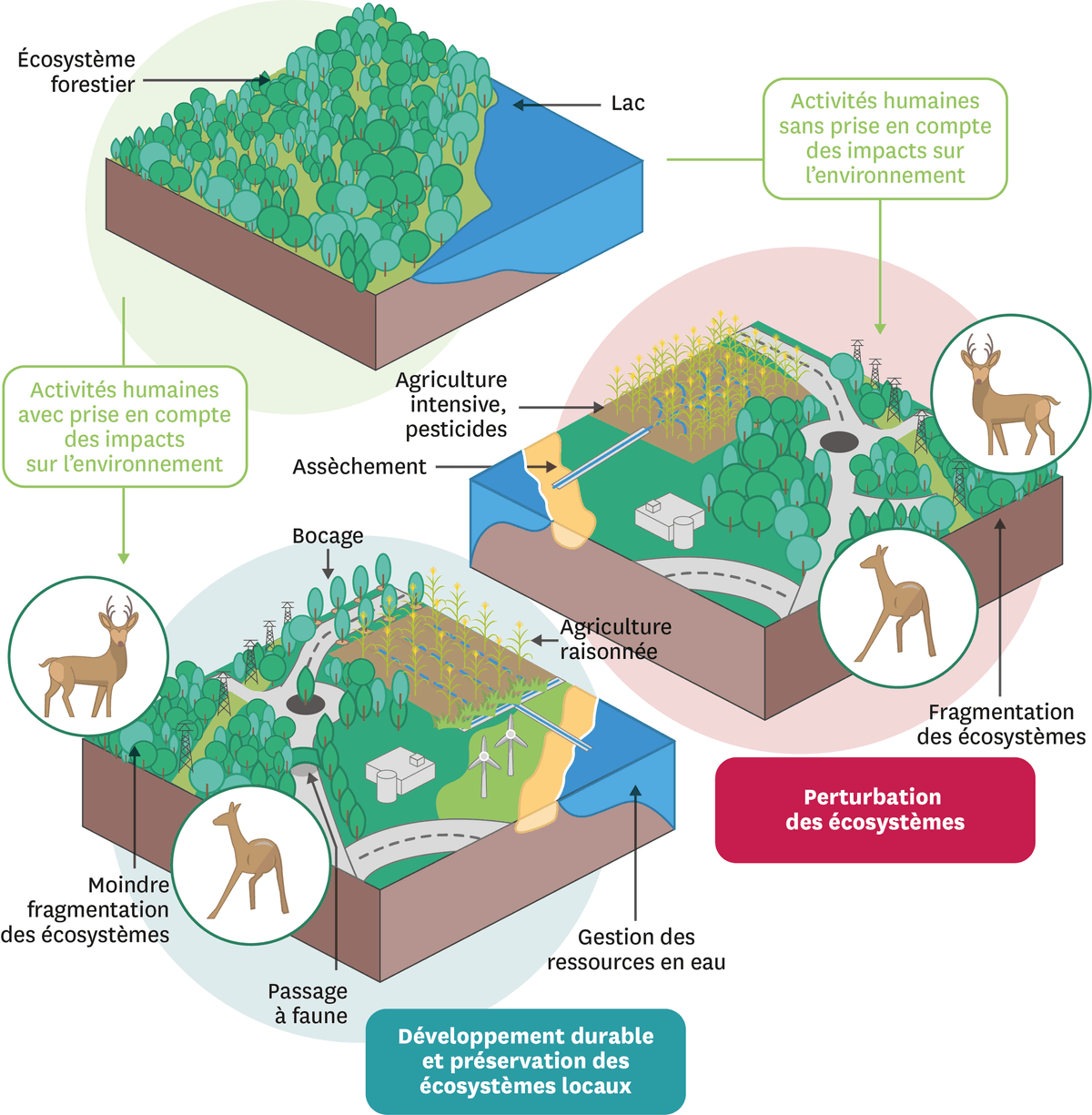 Schéma du développement, des préservations et de pérturbation des ecosystèmes.