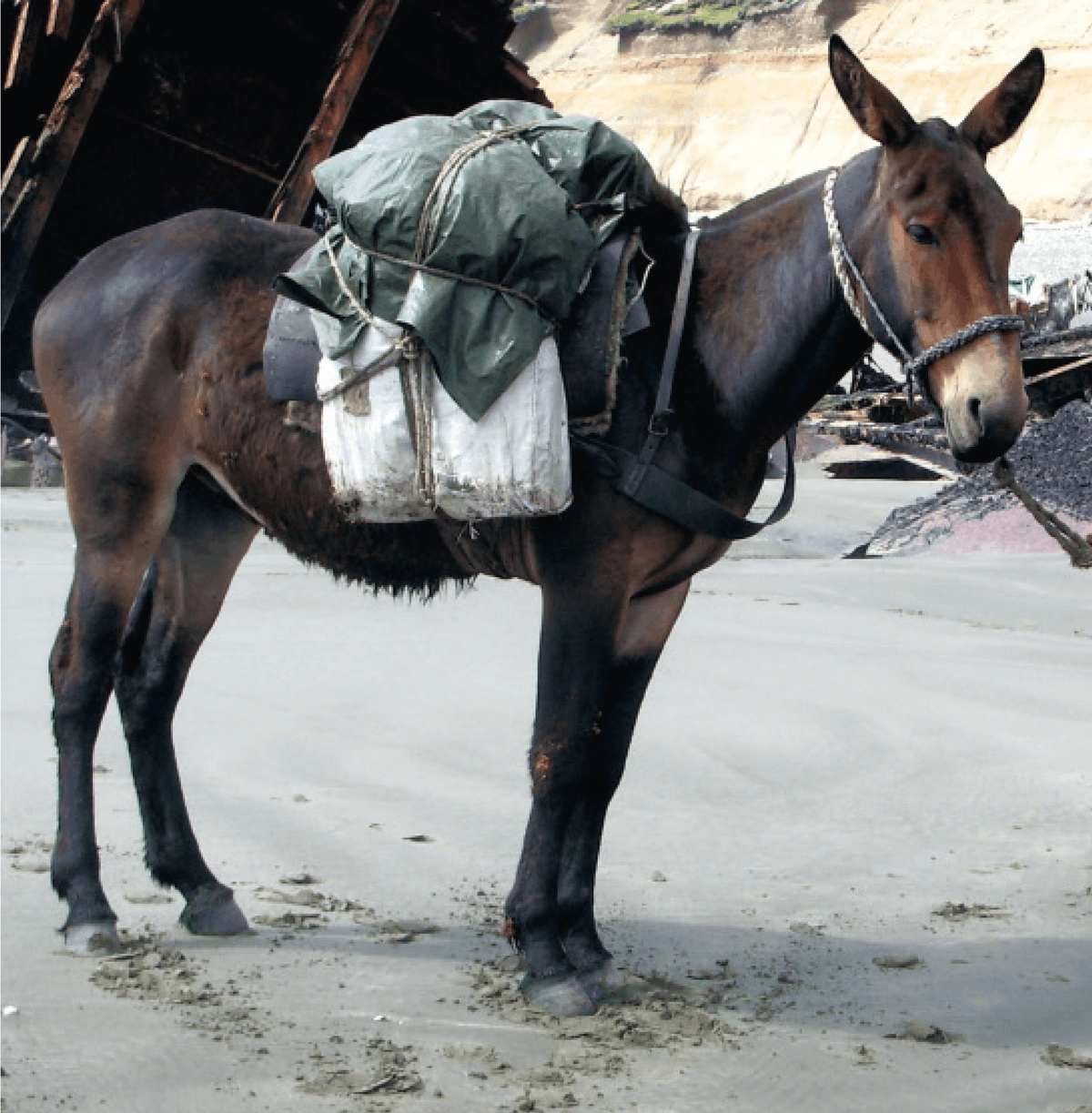 Photographie d'un mulet avec des sac sur le dos