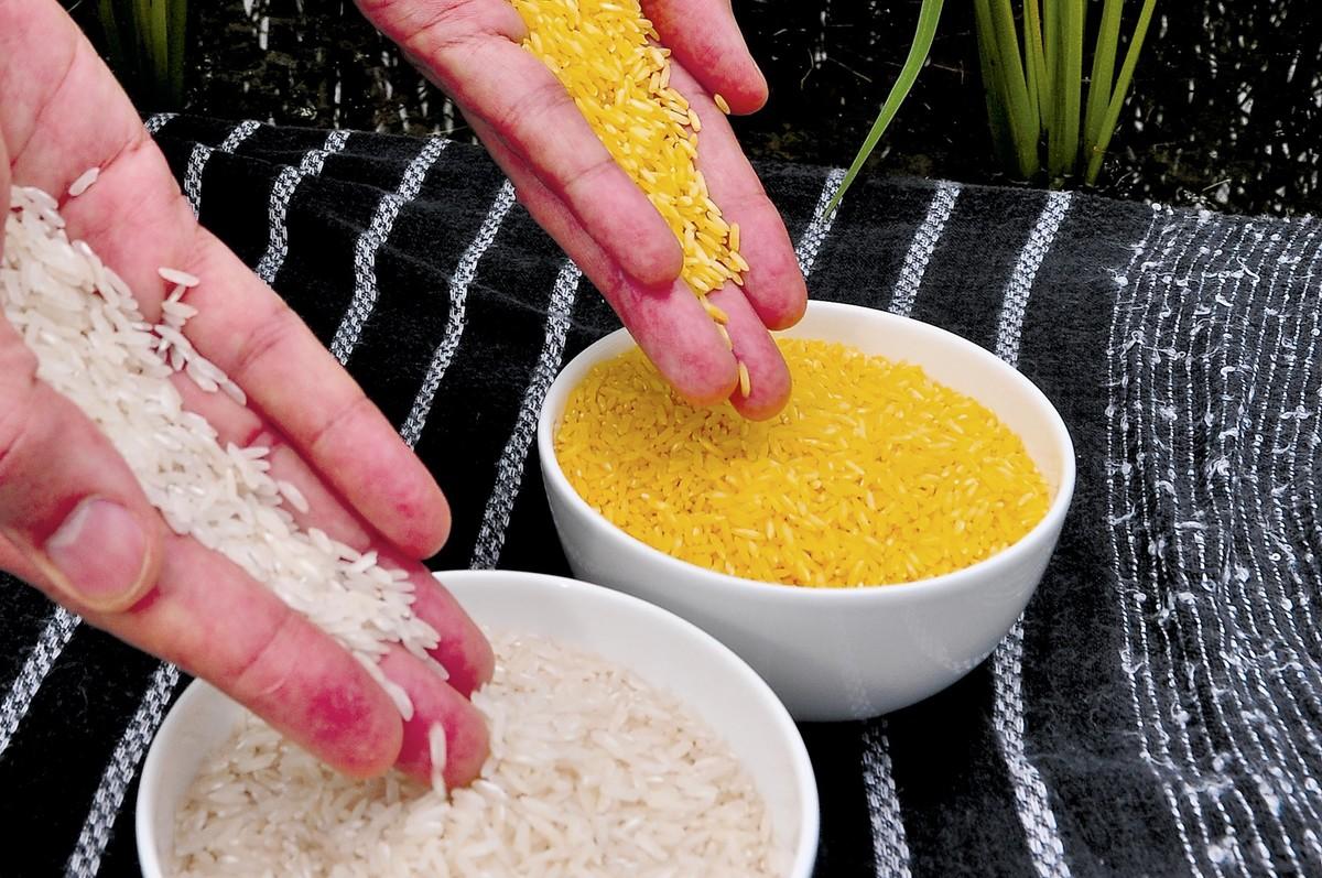 Riz traditionnel et riz doré.