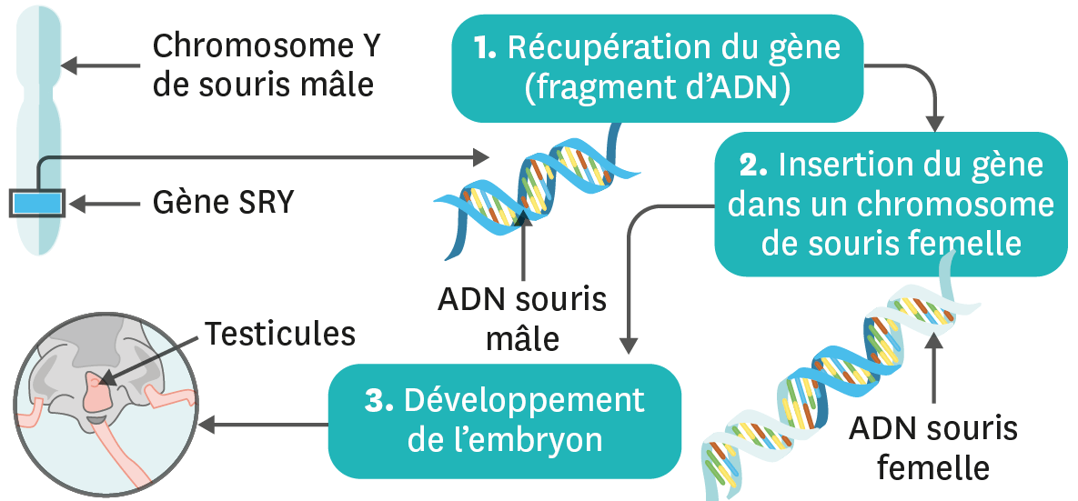 schéma de l'expérience de transgenèse avec le gène SRY.