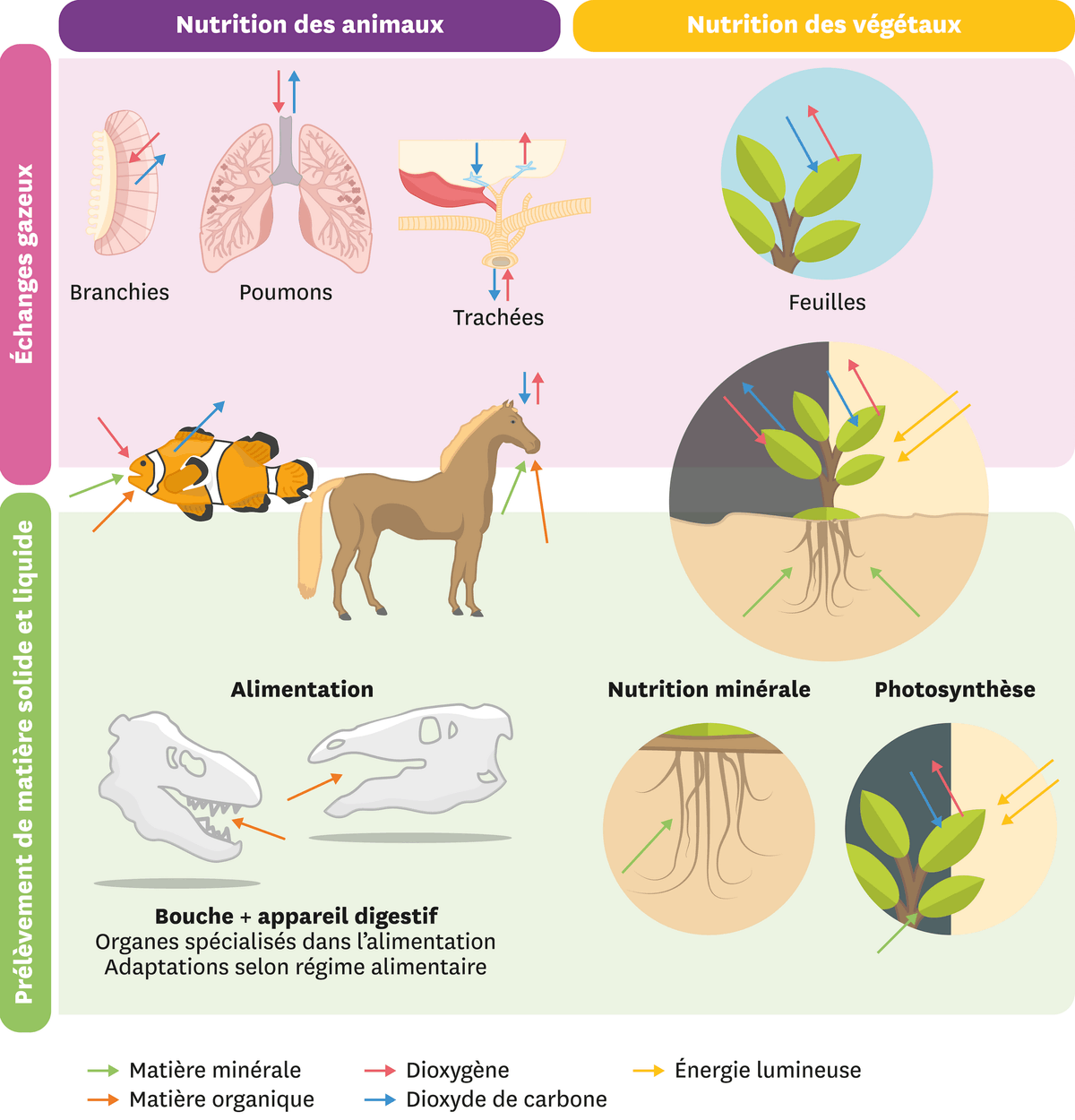 Schéma de la nutrition des animaux et des végétaux ainsi que des échanges gazeux et des prélèvements de matière solide et liquide
