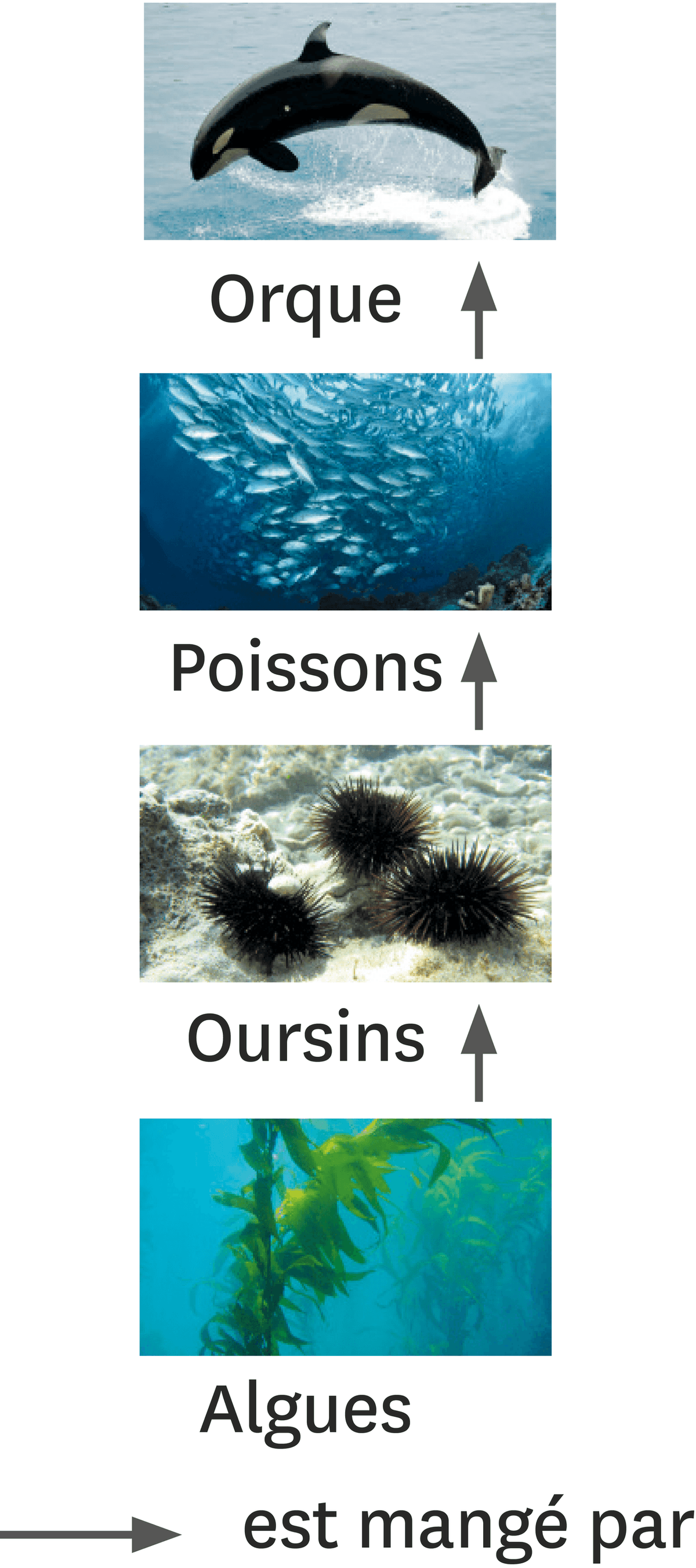 Quelques espèces de l'écosystème océanique : photographies d'un orque, de poissons,d'oursins et d'algues