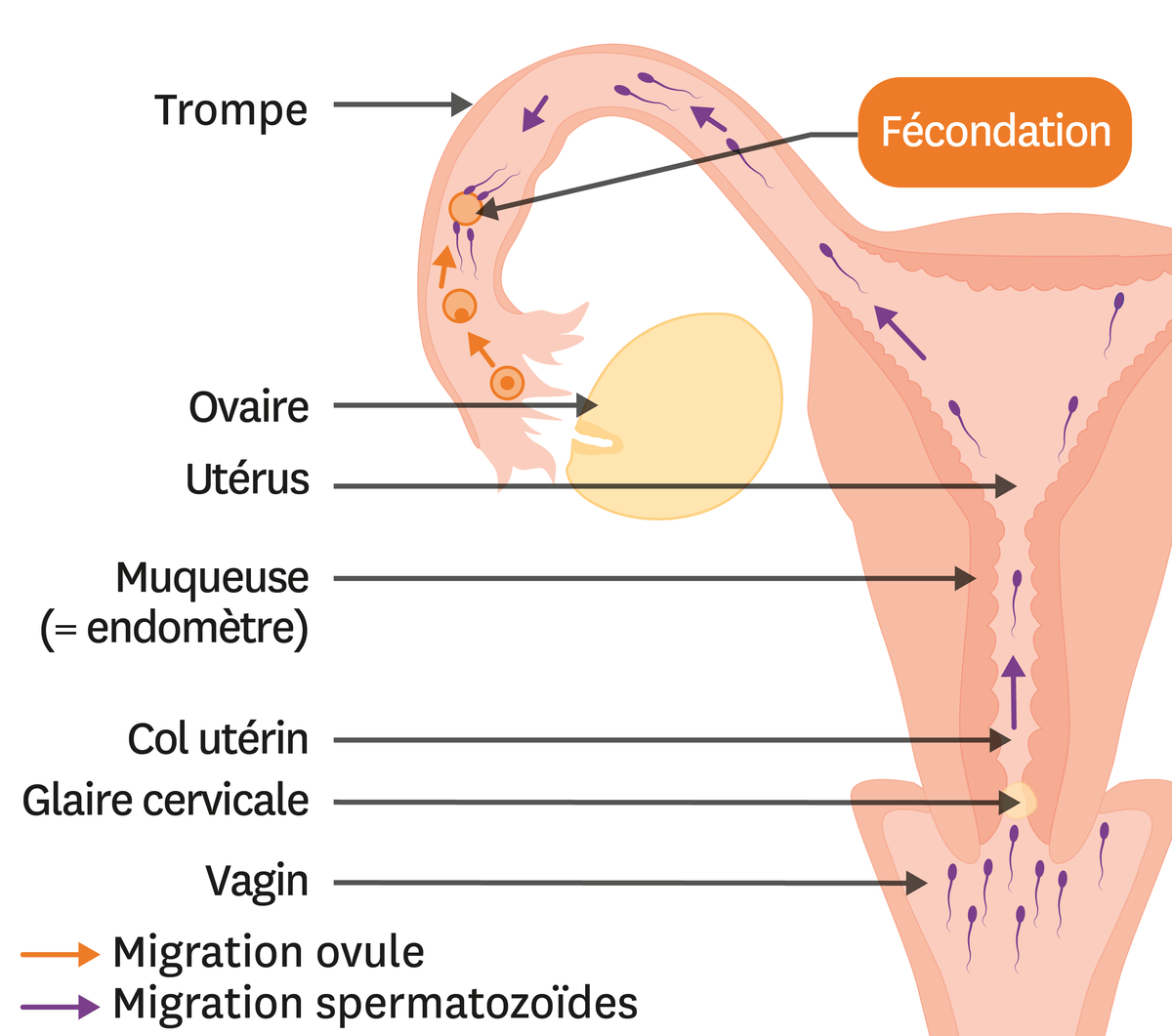 Le trajet des cellules reproductrices jusqu'au lieu de la fécondation.