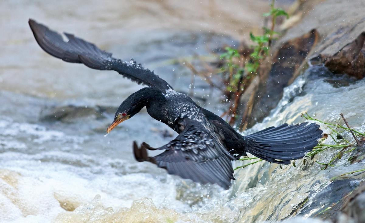 Un cormoran (oiseau marin) plongeant pour pêcher ses proies.