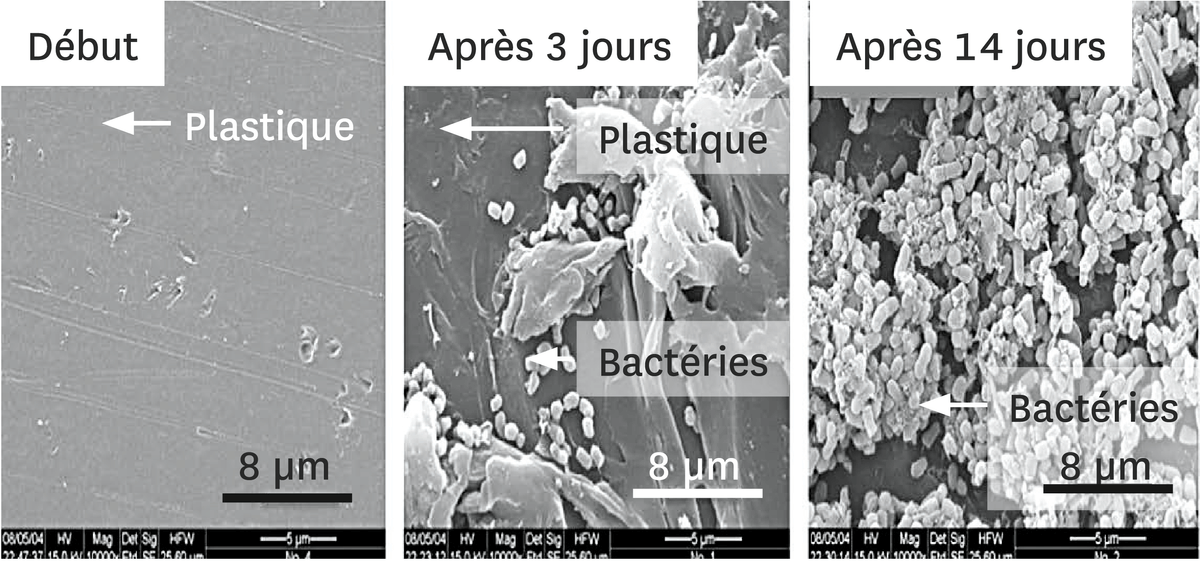 Le développement de la bactérie Rhodococcus ruber sur la surface du plastique, observé au microscope électronique à balayage.