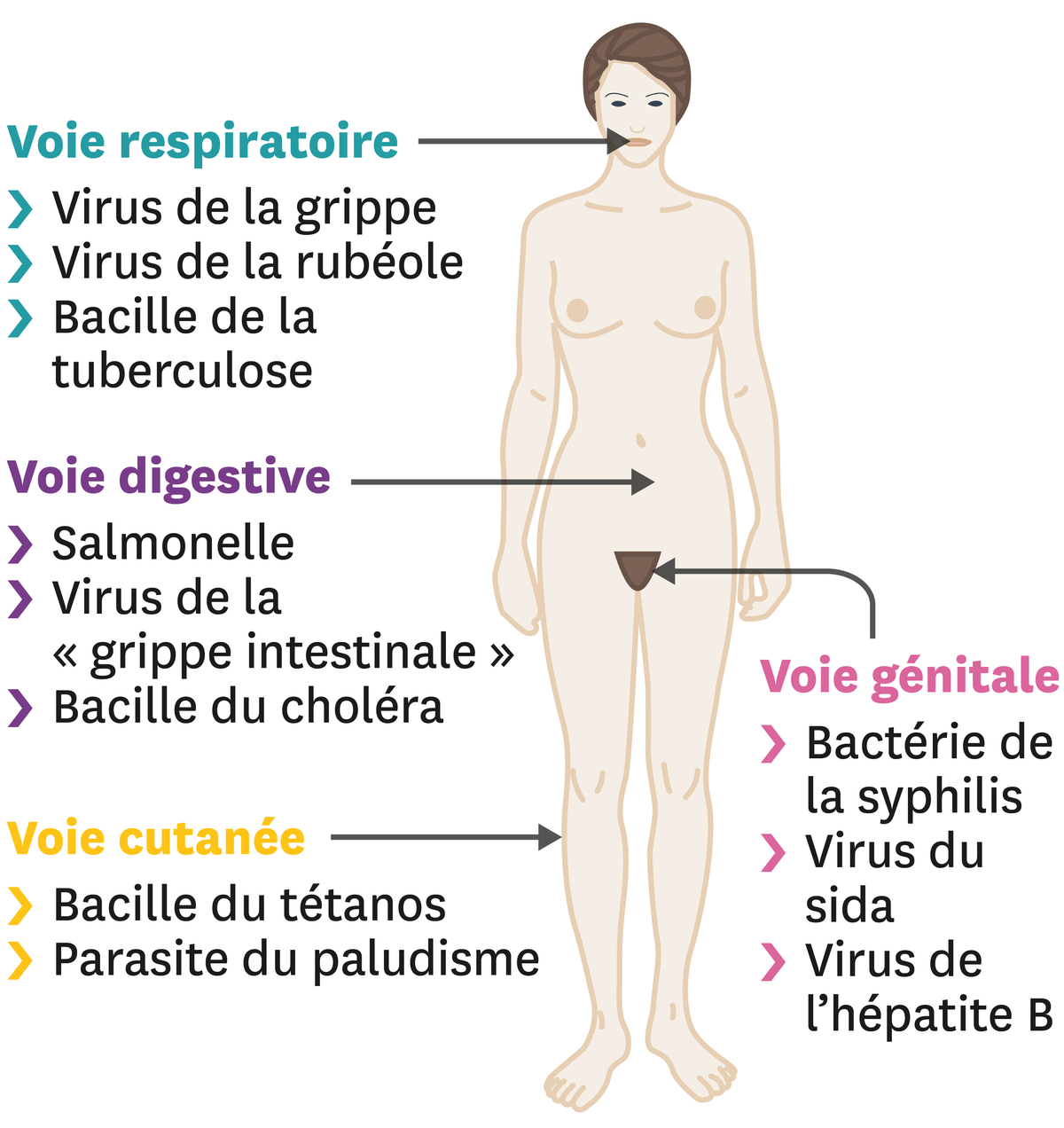 Les voies de contamination.