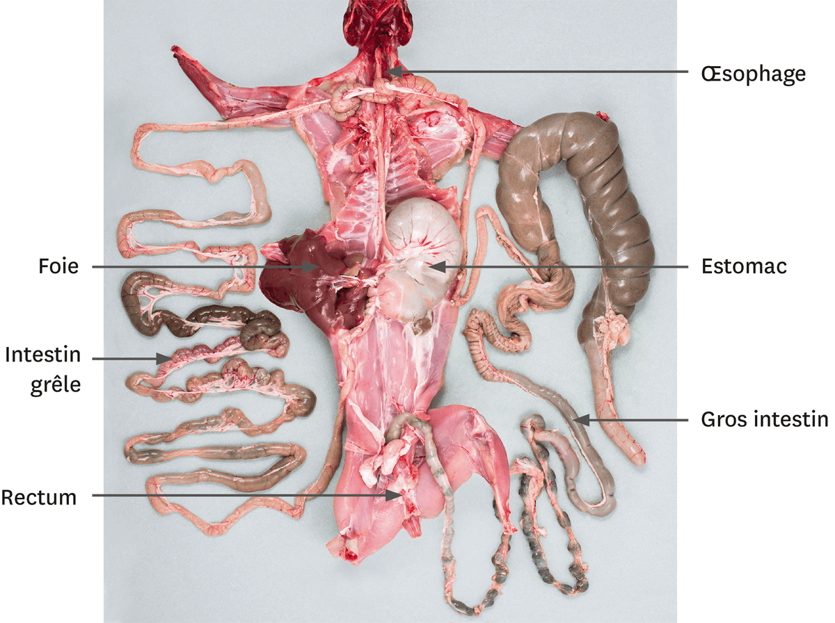 Une dissection de l'appareil digestif du lapin.