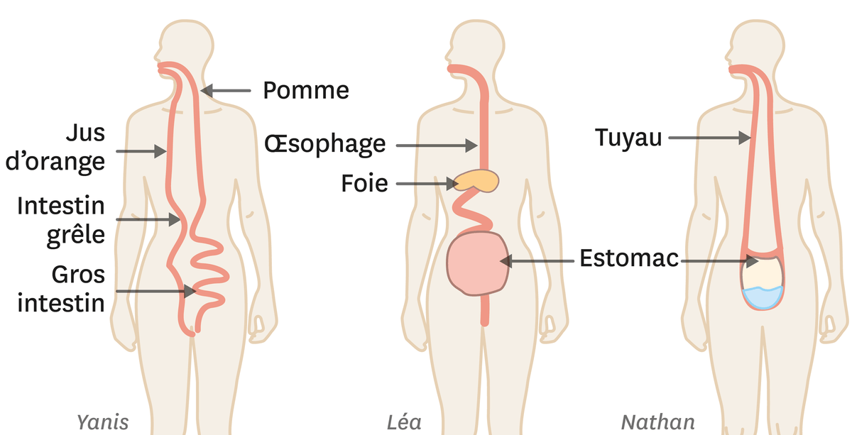 Trois représentations de l'appareil digestif en fin de cycle 3.