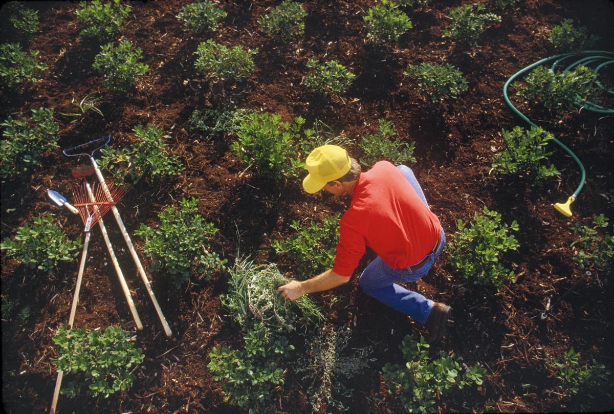 Photographie d'un homme en train de planter des plantes dans la terre