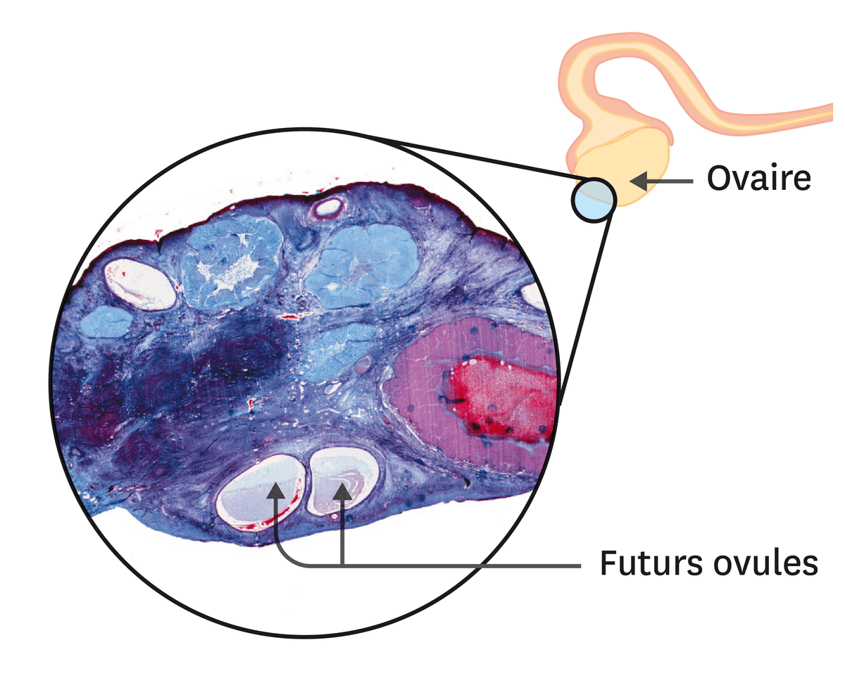 Une observation de coupe d'ovaire au microscope optique (1 cm = 1 mm).