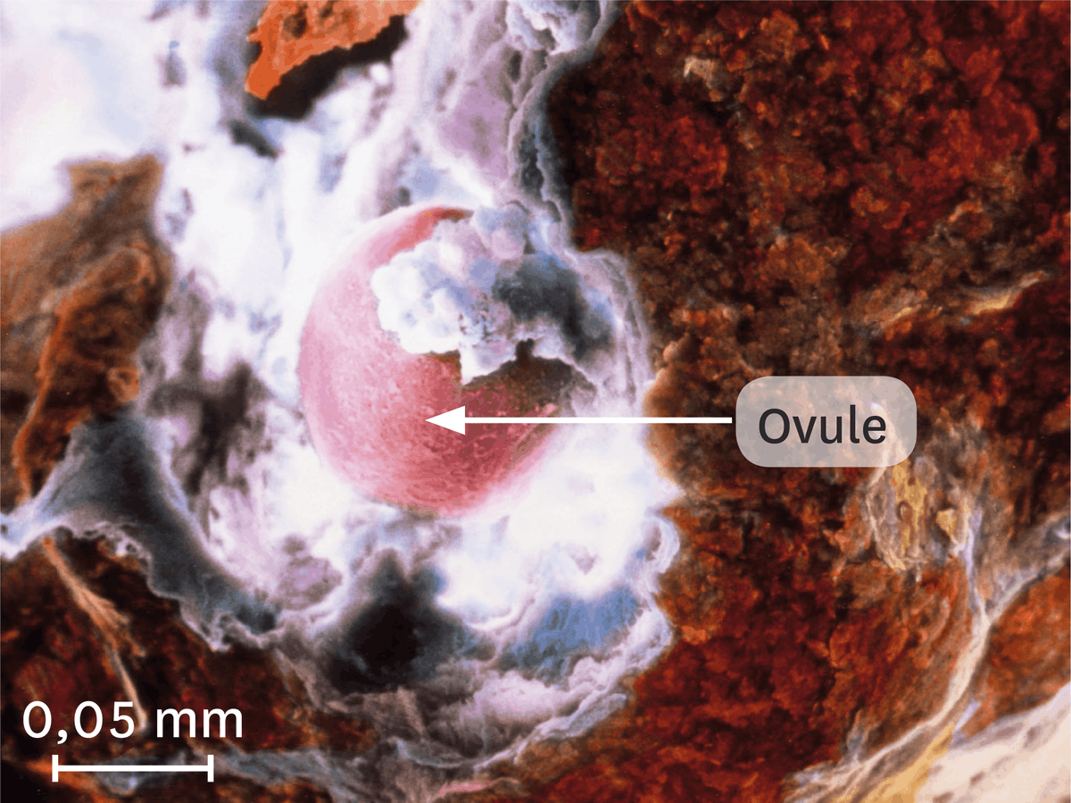 Une ovulation observée au microscope électronique à balayage (image colorisée).