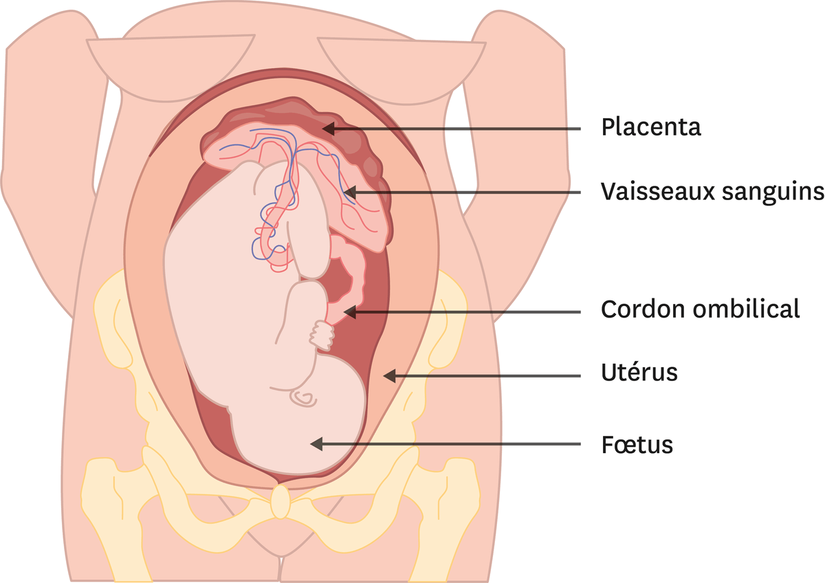 Un schéma d'un fœtus de neuf mois.