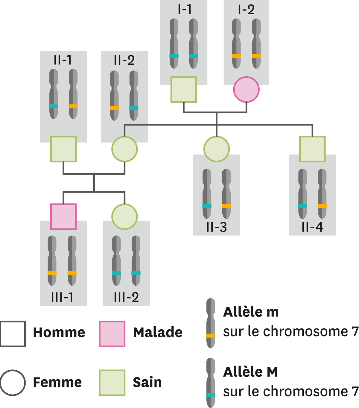Les allèles présents et les caractères correspondants dans une famille dont certains membres ont la mucoviscidose.