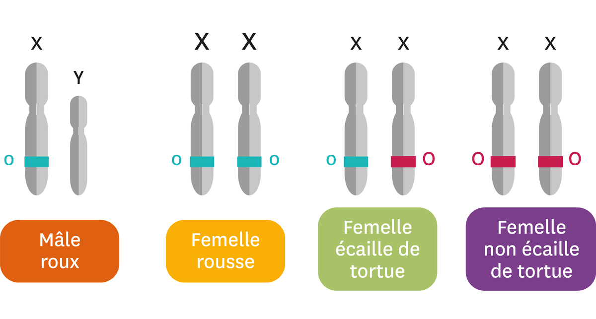 Les chromosomes et allèles du gène O selon le pelage du chat.