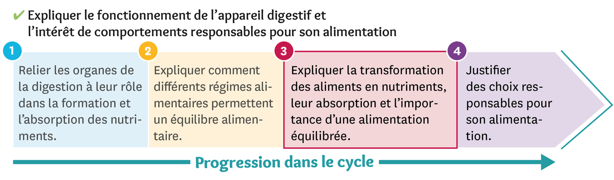 Progression dans le cycle du fonctionnement de l'appareil digestif et l'intérêt de comportements responsables pour son alimentation