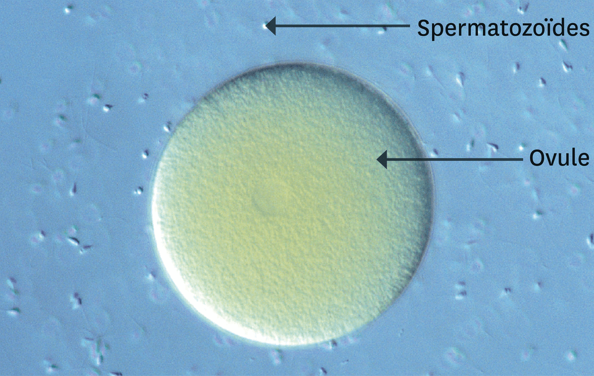 Vision au microscope optique d'un ovule et de spermatozoïdes.