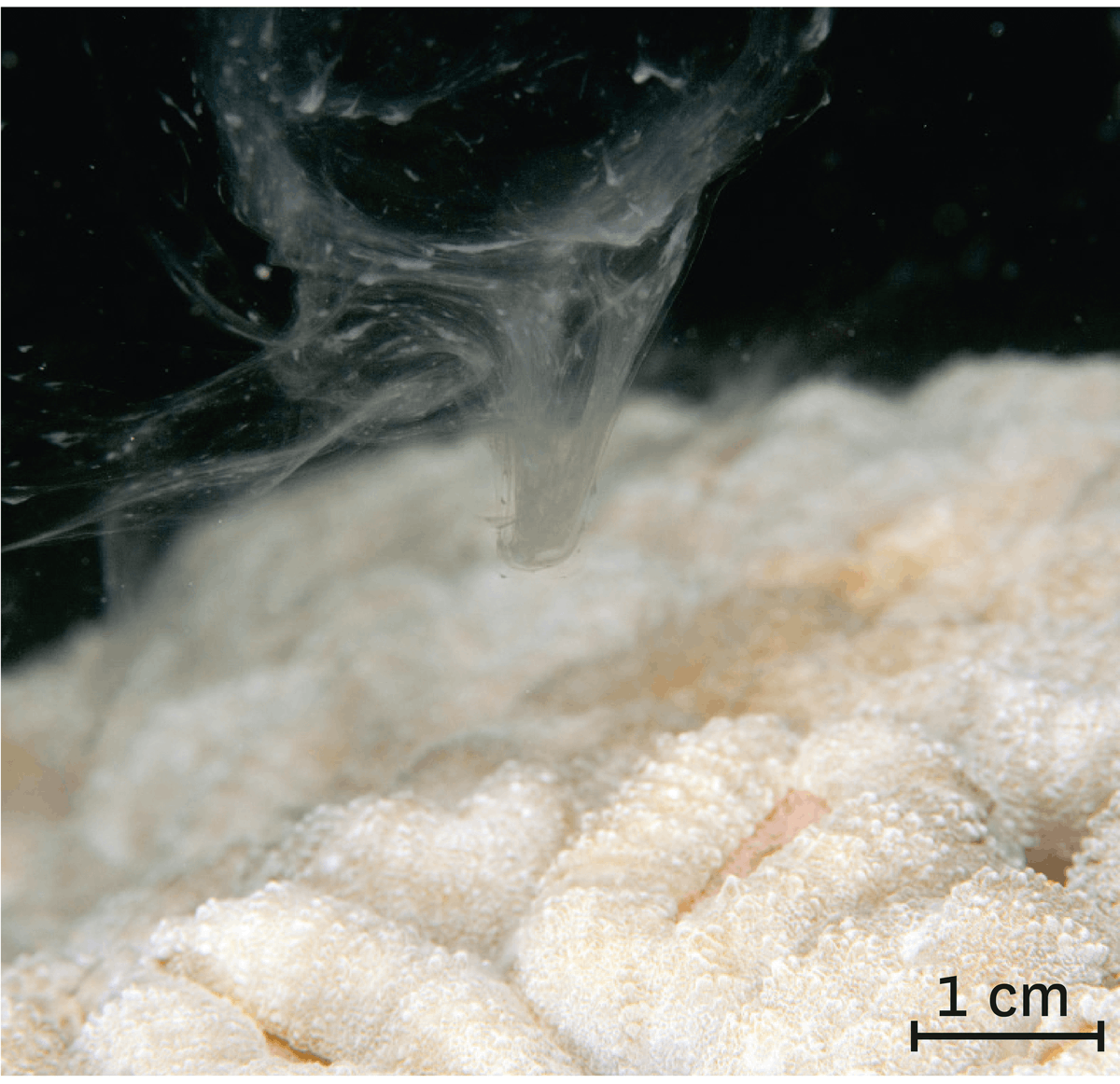 Photographie de la libération des cellules reproductrices mâles et femelles de coraux.