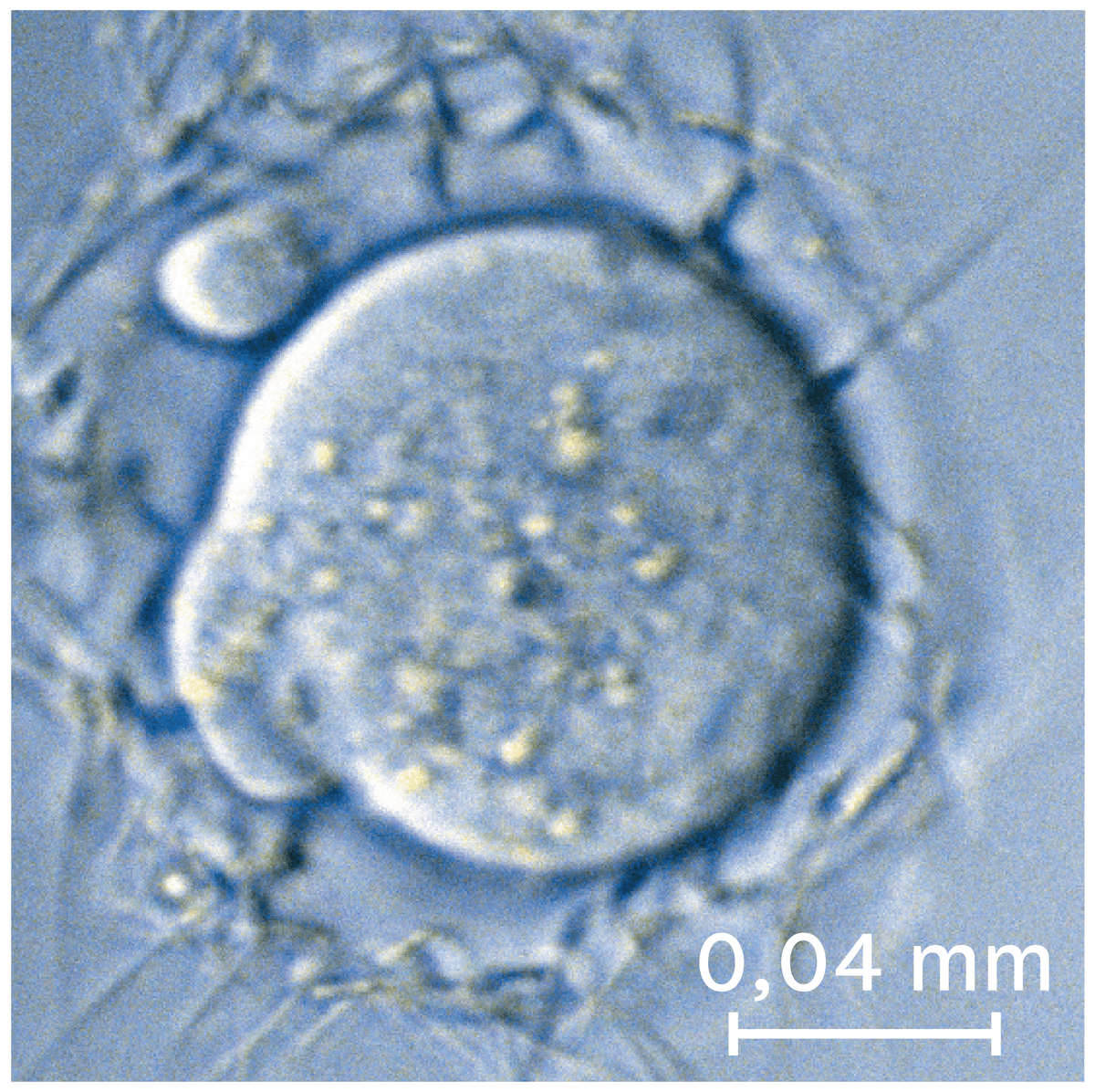  Un ovule observé au microscope optique.