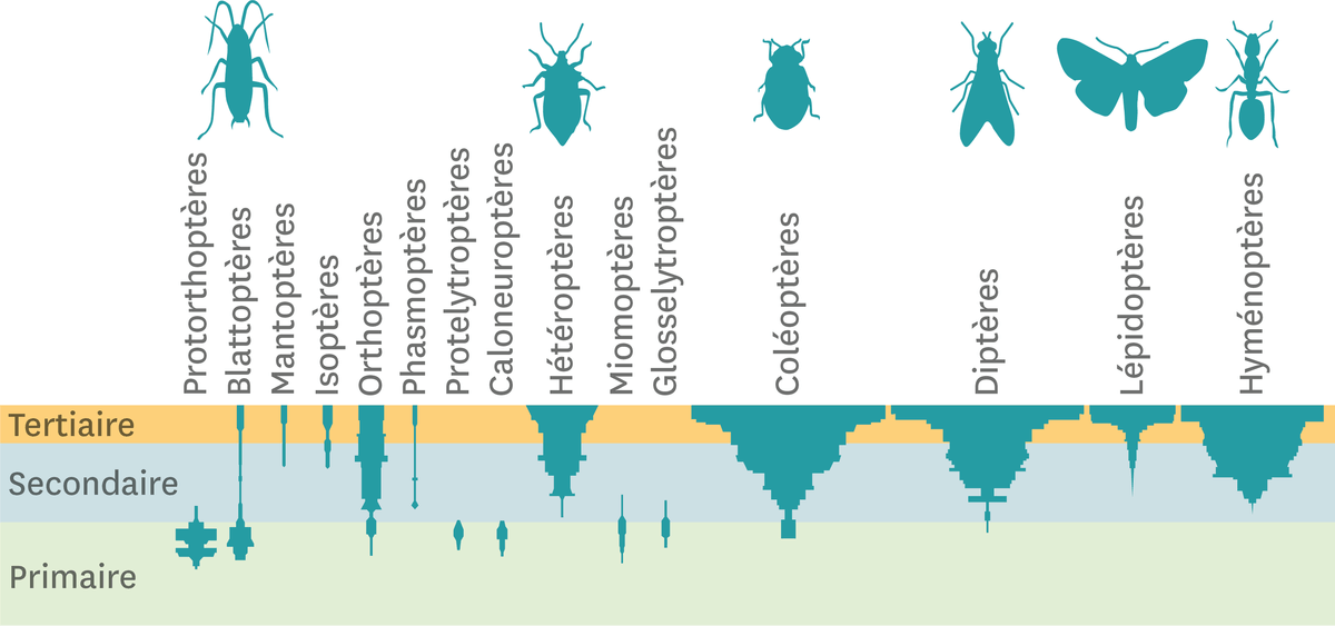 La diversité des insectes au cours de l'histoire de la Terre.