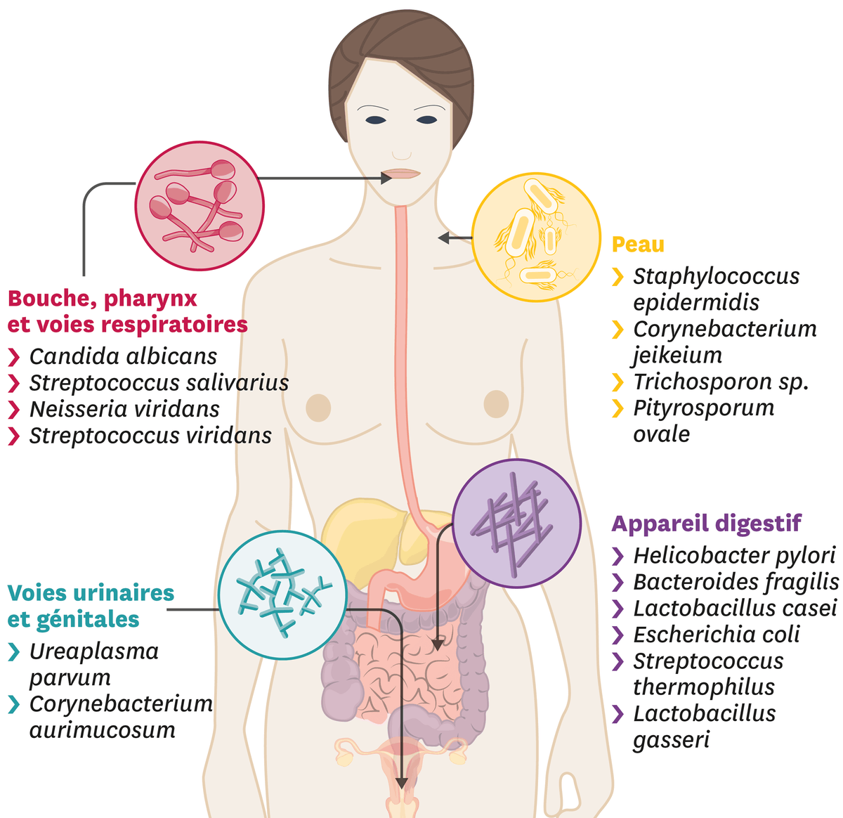 Quelques microorganismes à la surface de notre corps.