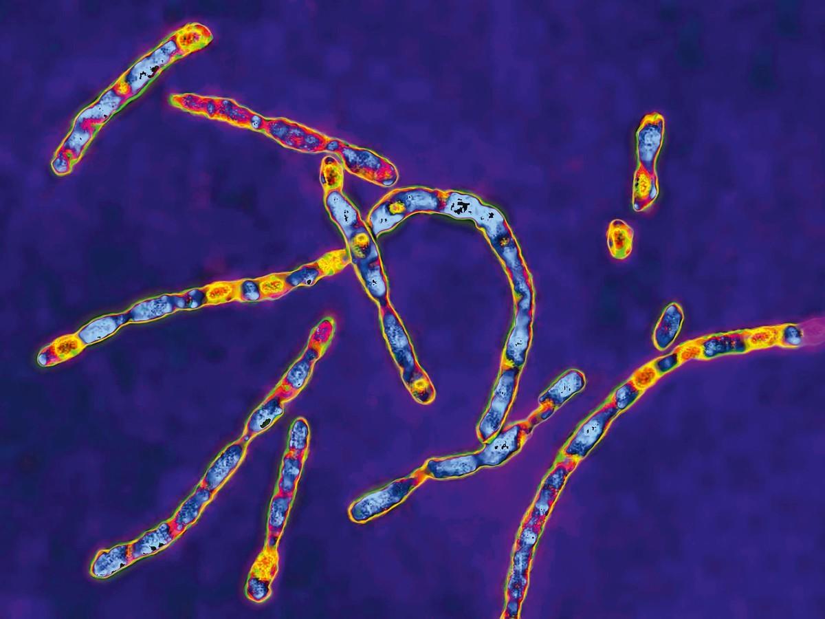 Illustration d'un microorganismes qui s'appelle microbe