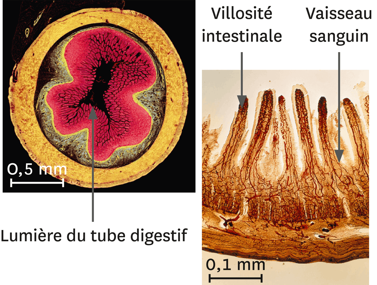 Photo d'une coupe transversale d'intestin grêle (à gauche) et son détail (à droite) au microscope optique (images colorisées).