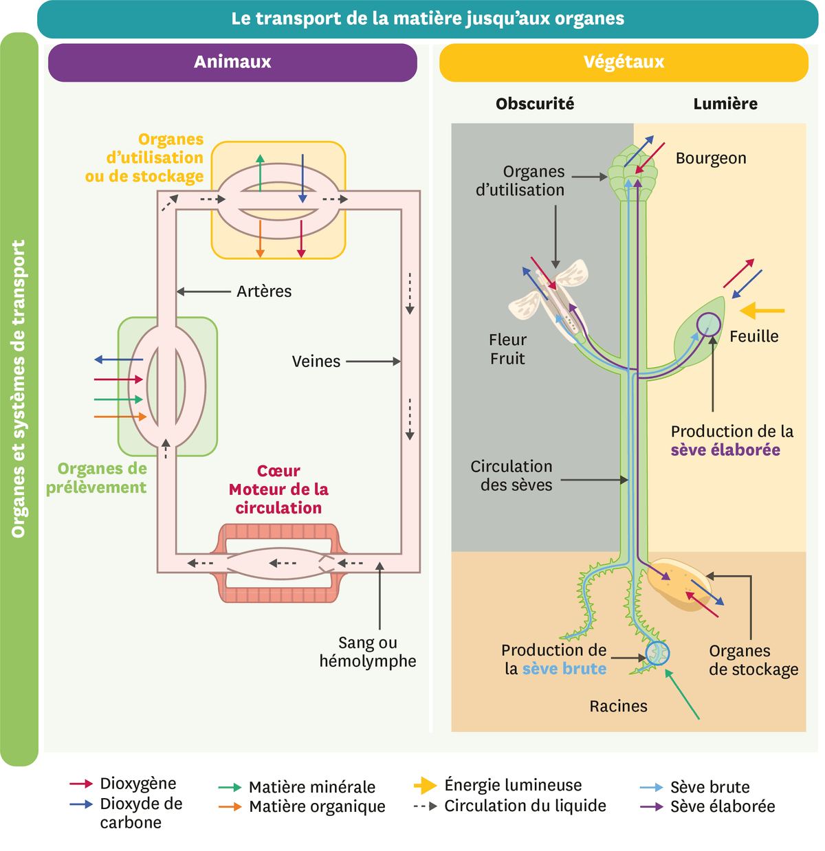 Schéma du transport de la matière jusqu'aux organes