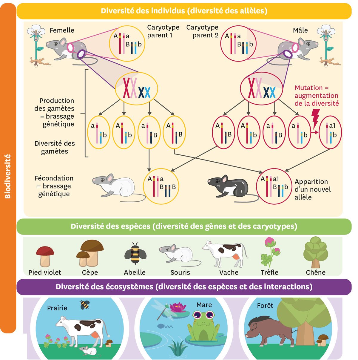 Schéma sur la biodiversité.