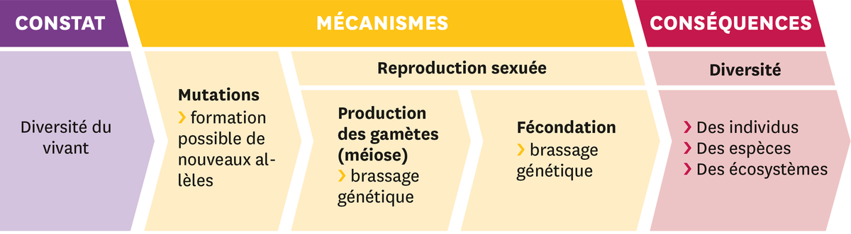 Schéma représentant trois étapes : 1- le constat = Diversité du vivant ; 2 - les mécanismes = Mutations : formation possible de nouveaux allèles. Reproduction sexuée ; a. Production des gamètes (méiose) - brassage génétique. b. Fécondation - brassage génétique ; et 3 - les conséquences : Diversité : Des individus, Des espèces, Des écosystèmes.