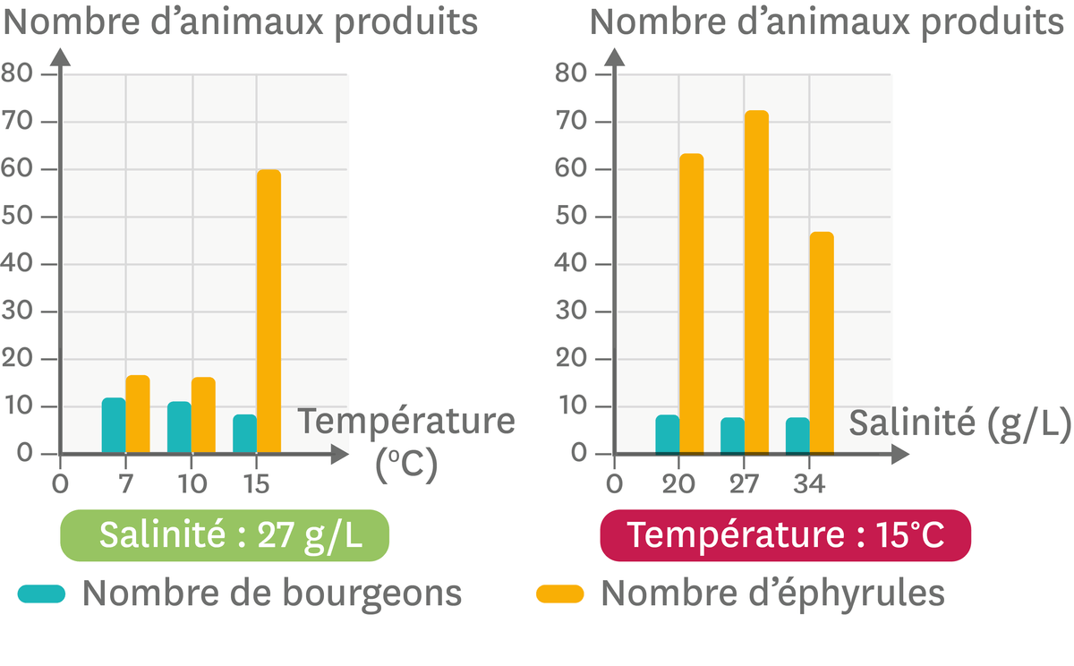 Les variations du nombre de bourgeons et d'éphyrules en fonction de la température et de la salinité du milieu.