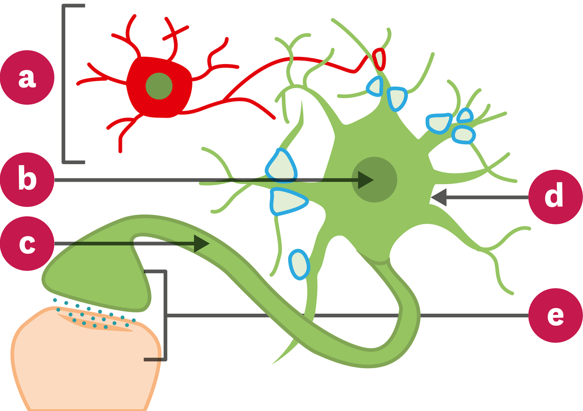 <stamp theme='svt-green1'>Doc. 1</stamp> Schéma du réseau de neurones.