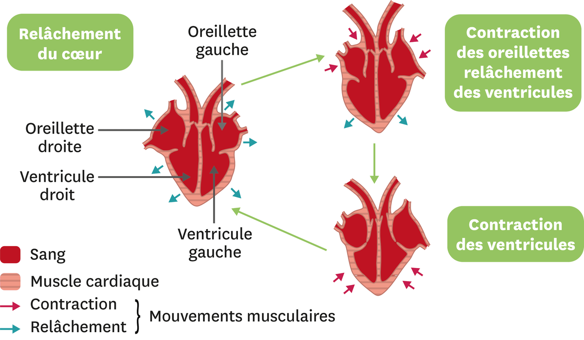 Schéma sur la circulation du sang dans le coeur humain.