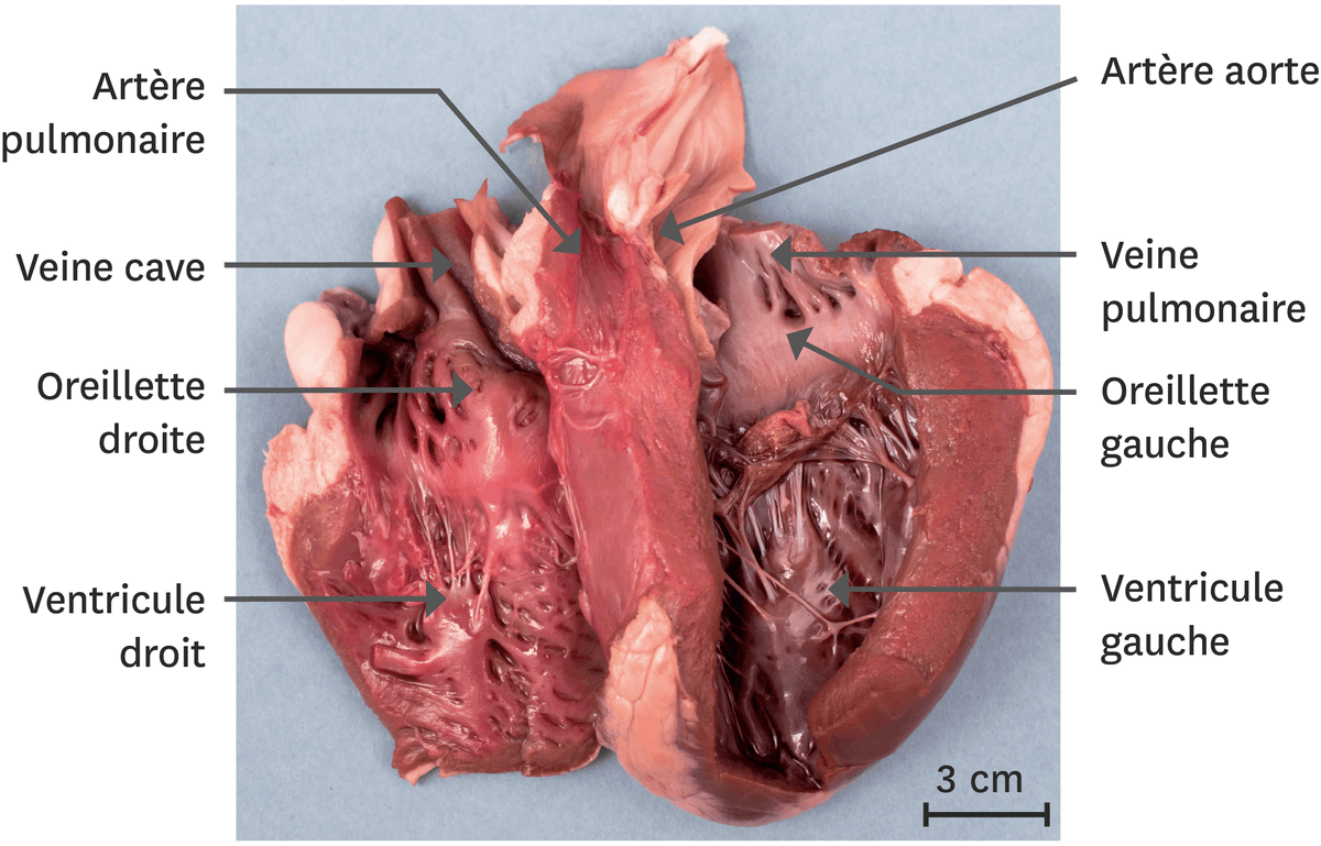 Photographie d'une dissection d'un coeur de mouton.