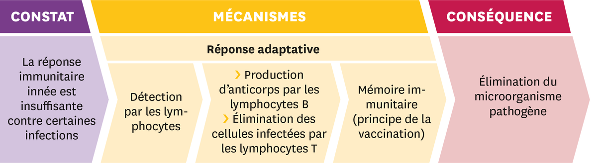 Schéma représentant trois étapes : 1- le constat = La réponse immunitaire innée est insuffisante contre certaines infections ; 2 - la réponse adaptative = Détection par les lymphocytes, Production d'anticprps par les lymphocytes B, Élimination des cellules infectées par les lymphocytes T, Mémoire immunitaire (principe de la vaccination) ; et 3 - les conséquences : Élimination du microorganisme pathogène