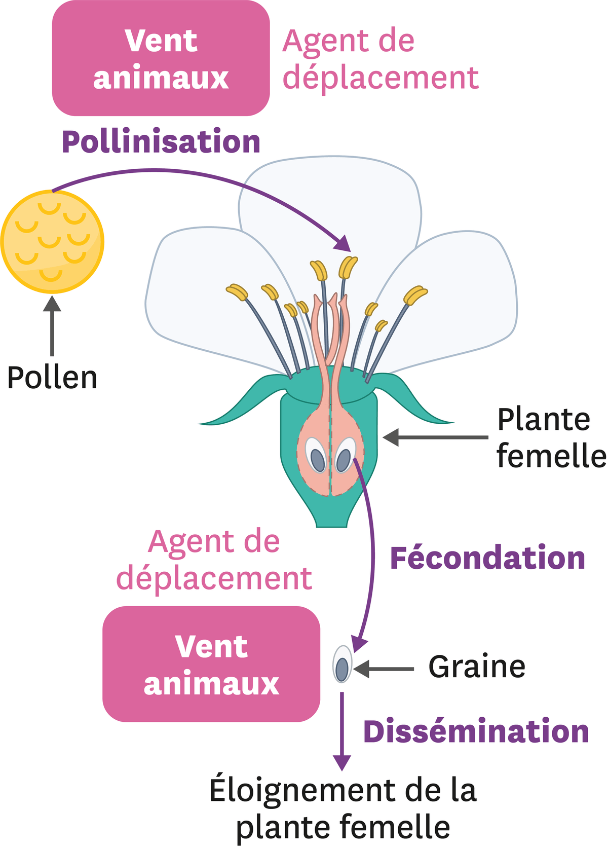 Schéma de la reproduction d'un plante.
  Le vent et les animaux sont des agents de déplacement pour le pollen et les graines. C'est la pollinisation ou la dissémination. 
  La plante femelle féconde une graine qui est ensuite disséminé = éloignement de la plante femelle.