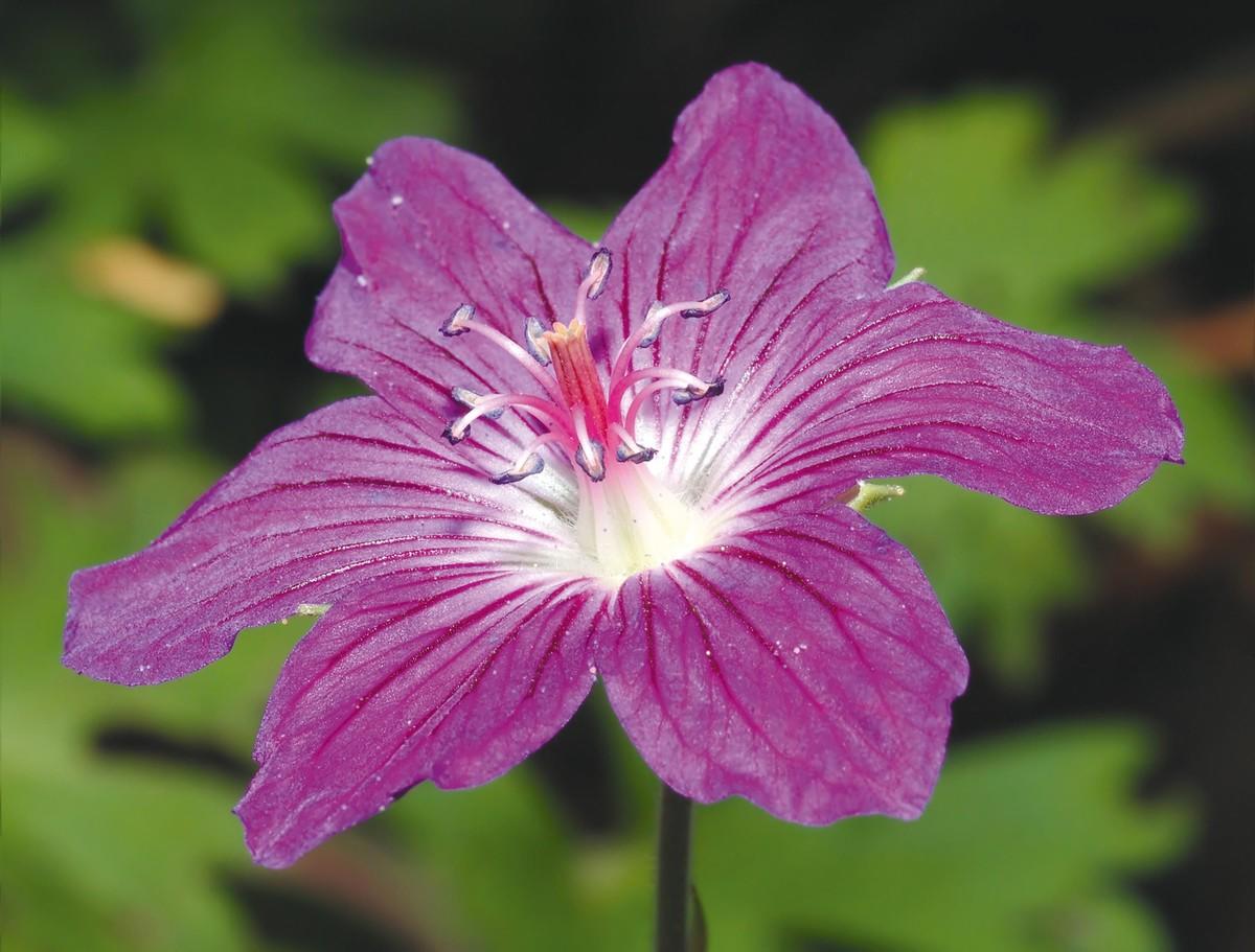 Photographie de la fleur de géranium.