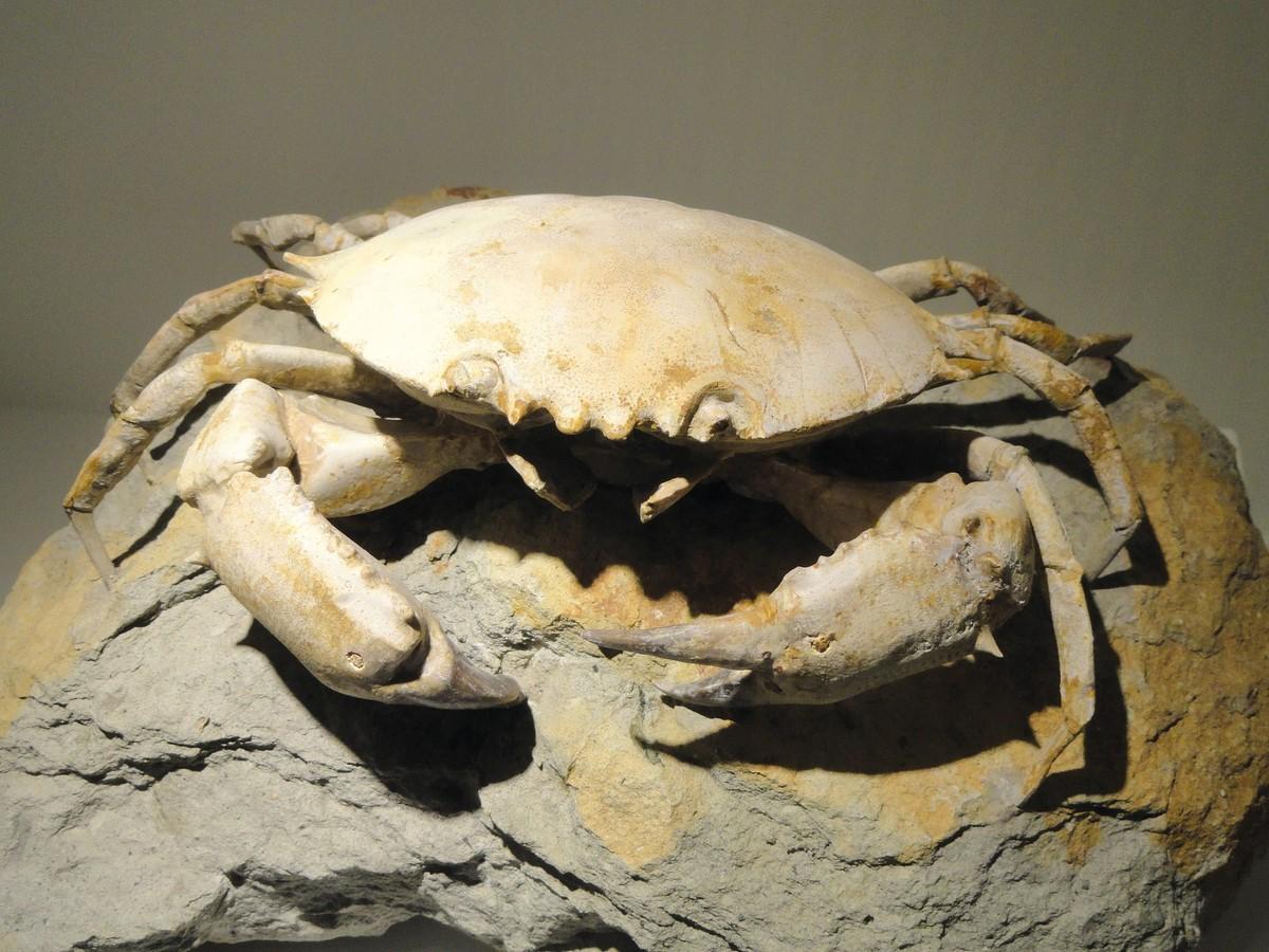 Un exemple de fossiles de crabe.