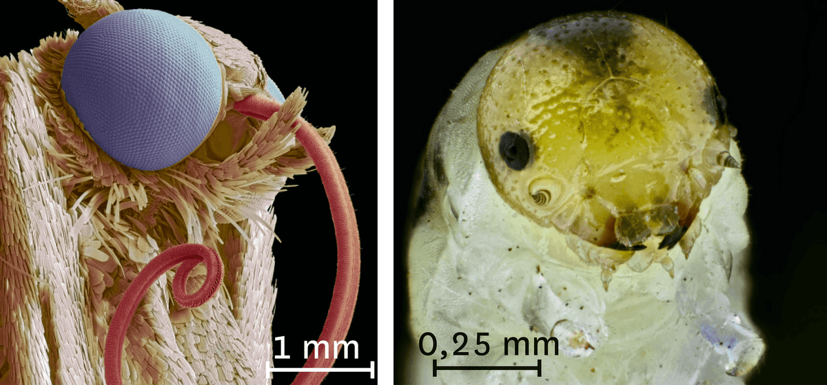 Photo de têtes d'un papillon et d'une chenille vues au microscope électronique à balayage.