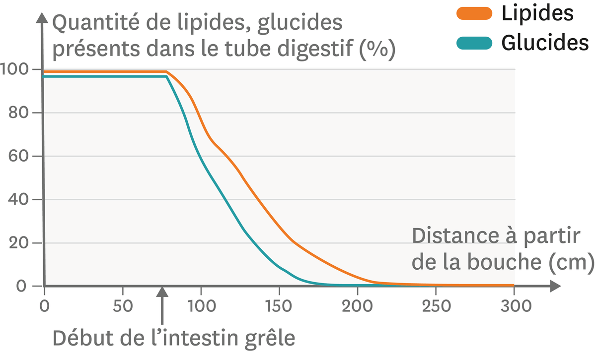 La quantité de glucides et de lipides présents selon la position dans l'appareil digestif.