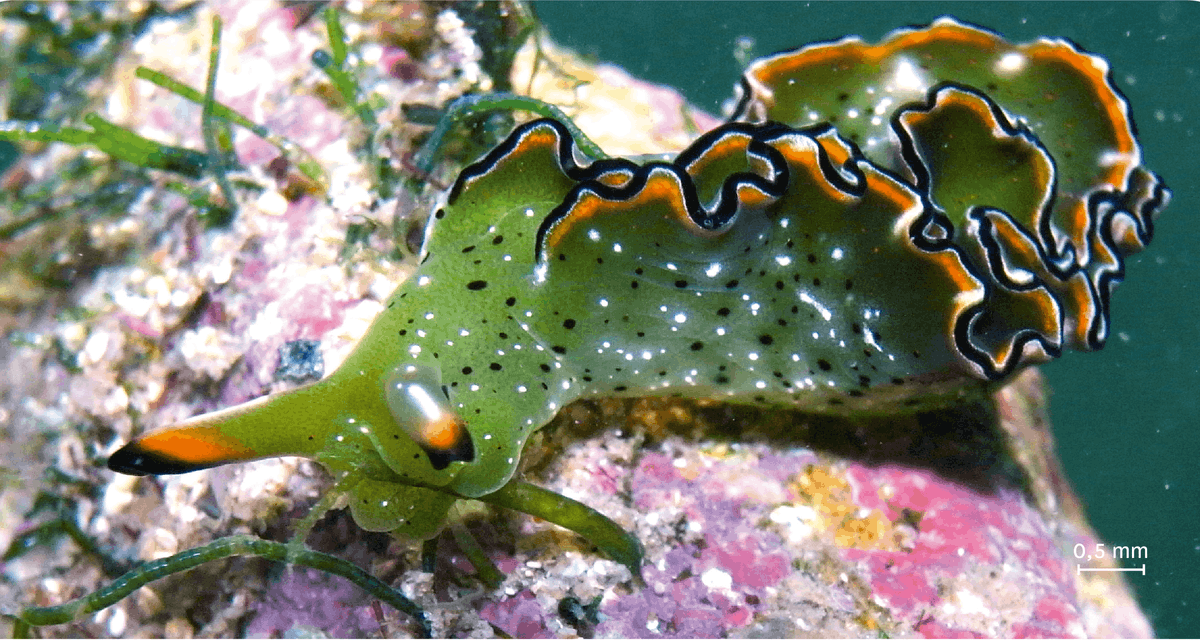 Photographie d'une élysie émeraude mangeant des algues.
