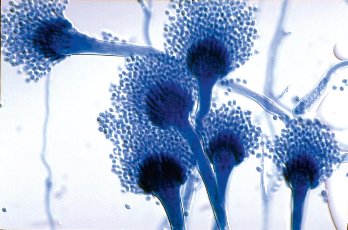 Aspergillus observé au microscope optique. Il est de couleur bleu