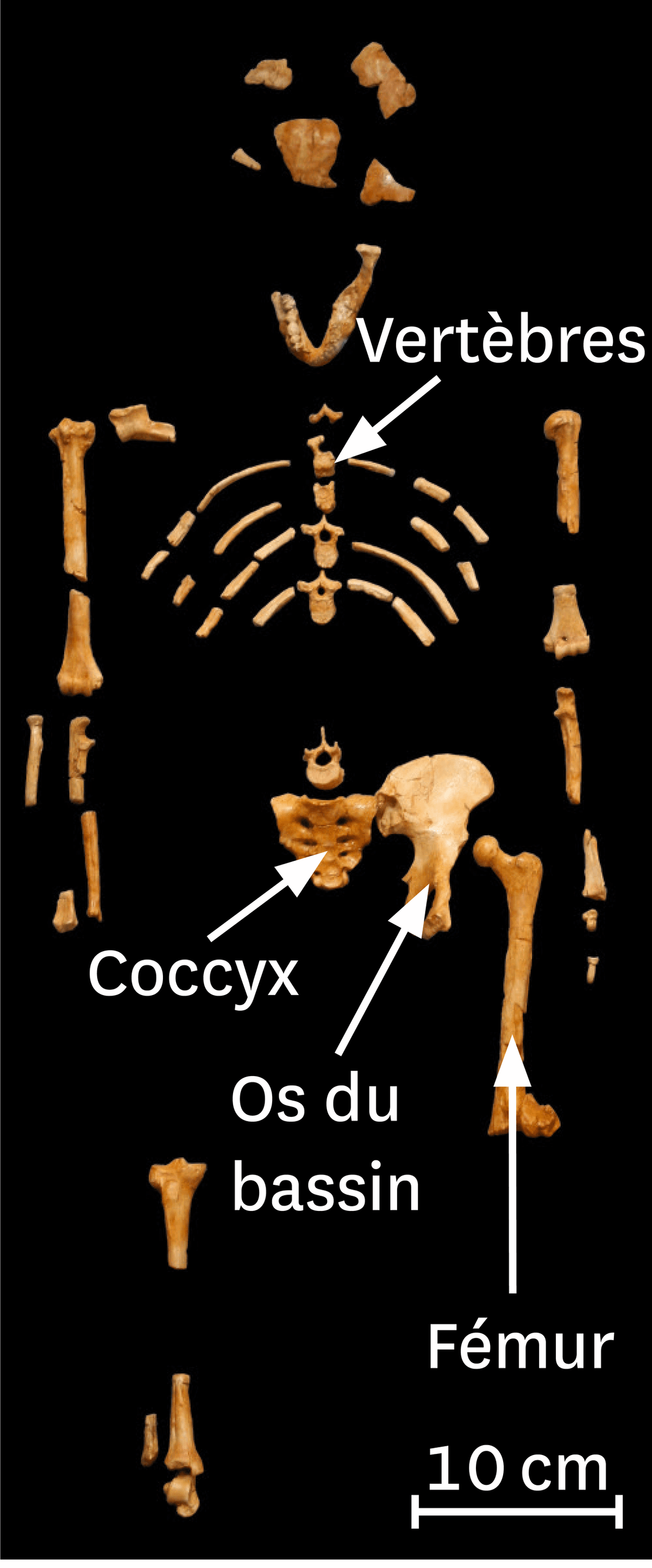 photo du squelette de Lucy