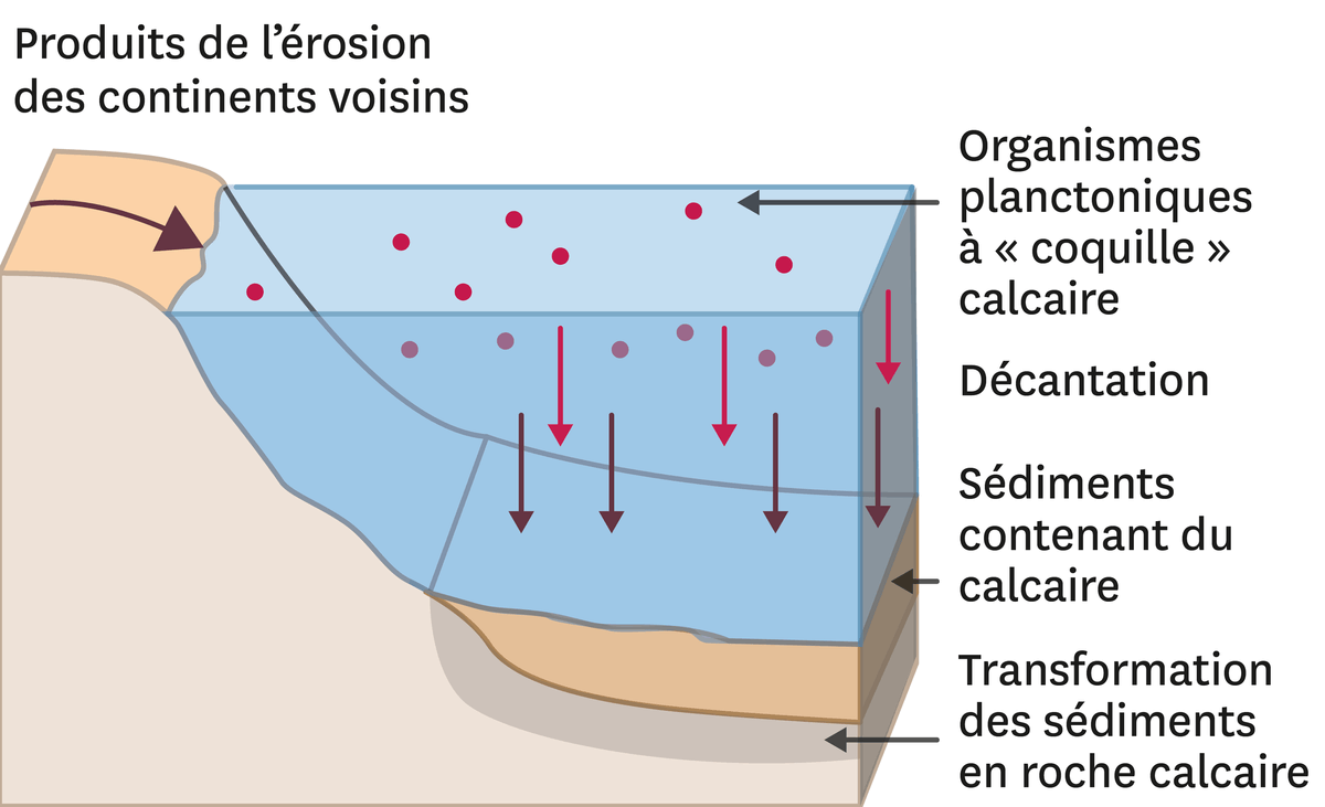 Illustration du cycle de formation du calcaire