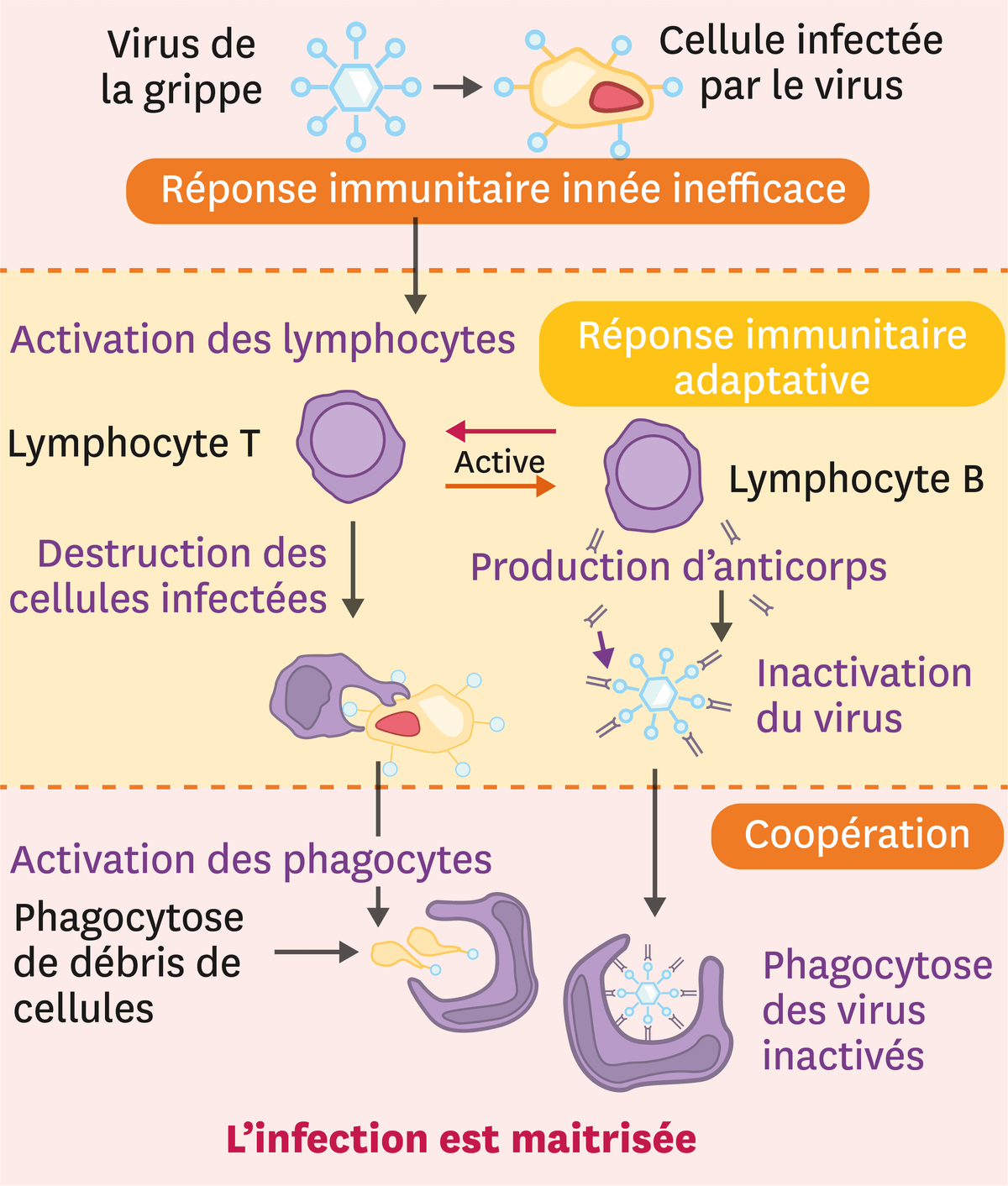 La coopération entre les acteurs du système immunitaire.
  Le virus de la grippe infecte une cellule. Il y a donc une réponse immunitaire innée inefficace. Cela active des lymphocytes : les lymphocyte T et B. Les lymphocyte T détruisent les cellules infectées et les B produisent des anticorps qui permettent d'inactiver le virus. C'est la réponse immunitaire adaptative. Ensuite, c'est la cohésion : en détruisant les cellules il y a une activation des phagocytes (phagocytose de débris de cellules) et il y a une phagocytose des virus inactivées grâce aux anticorps.
  Ainsi l'infection est maîtrisée.