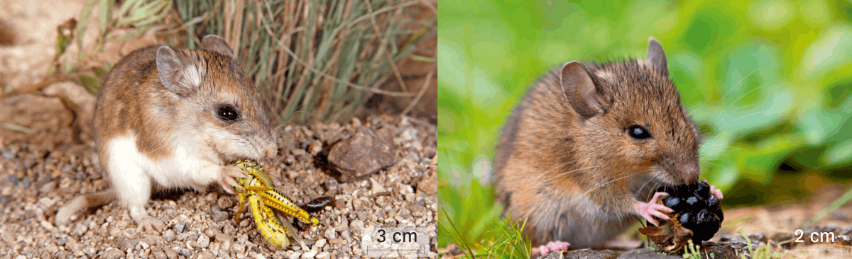 Photographie de deux rongeurs : une souris-sauterelle et un mulot rayé qui se nourrissent.