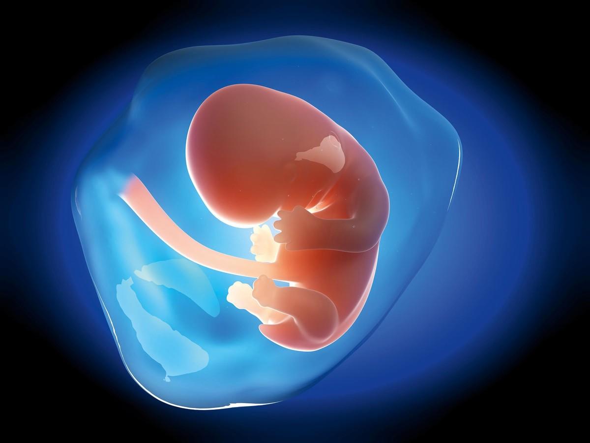 Après fécondation, l'embryon se développe pendant neuf mois.