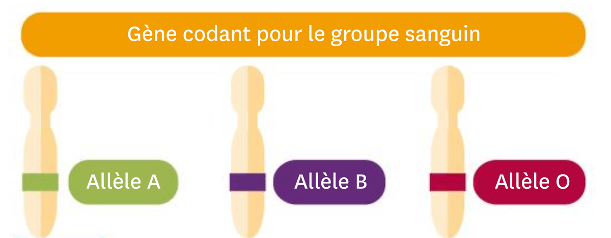 Schéma des gènes codant pour le groupe sanguin.