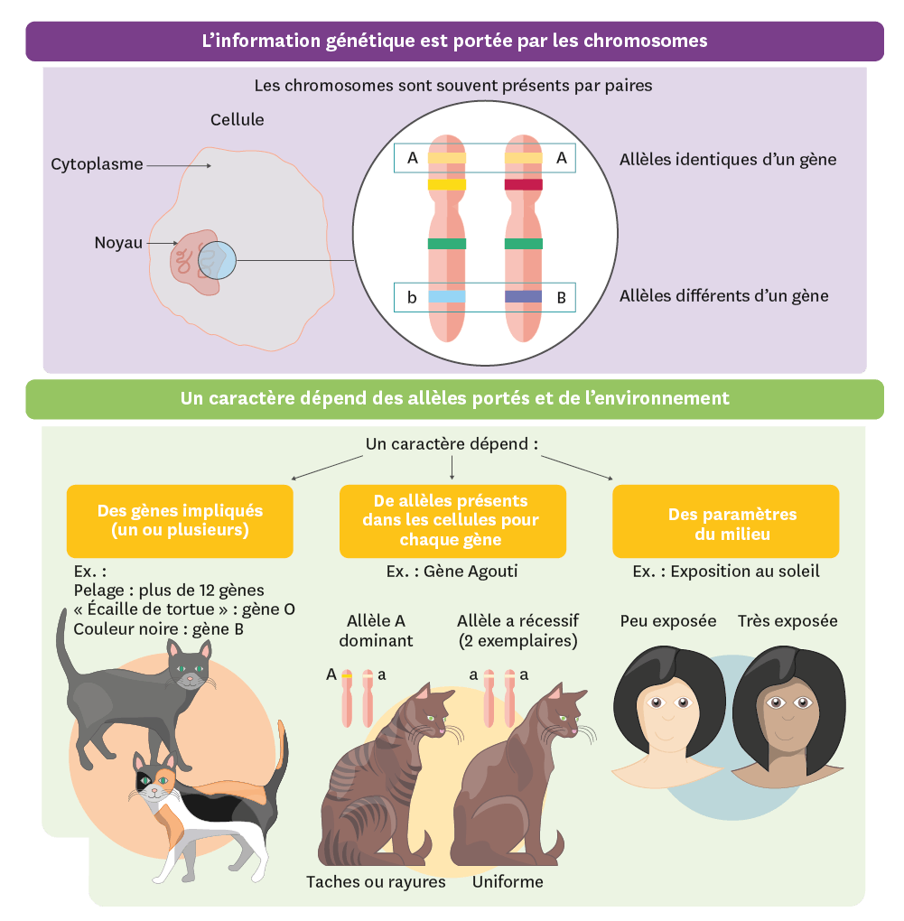L'essentiel en schéma: l'information génétique est portée par les chromosomes.
